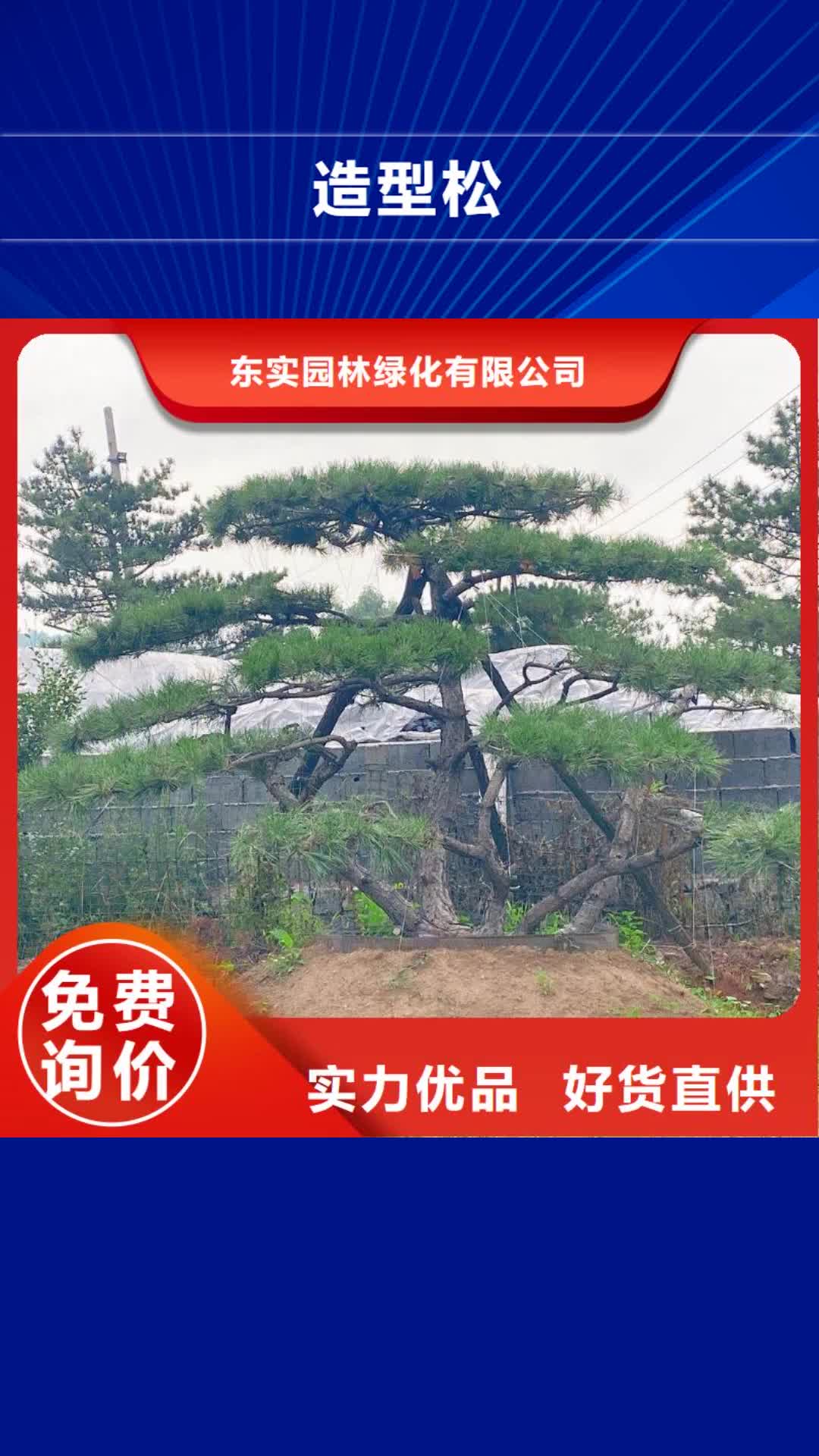 定西 造型松【造型黑松】匠心工艺