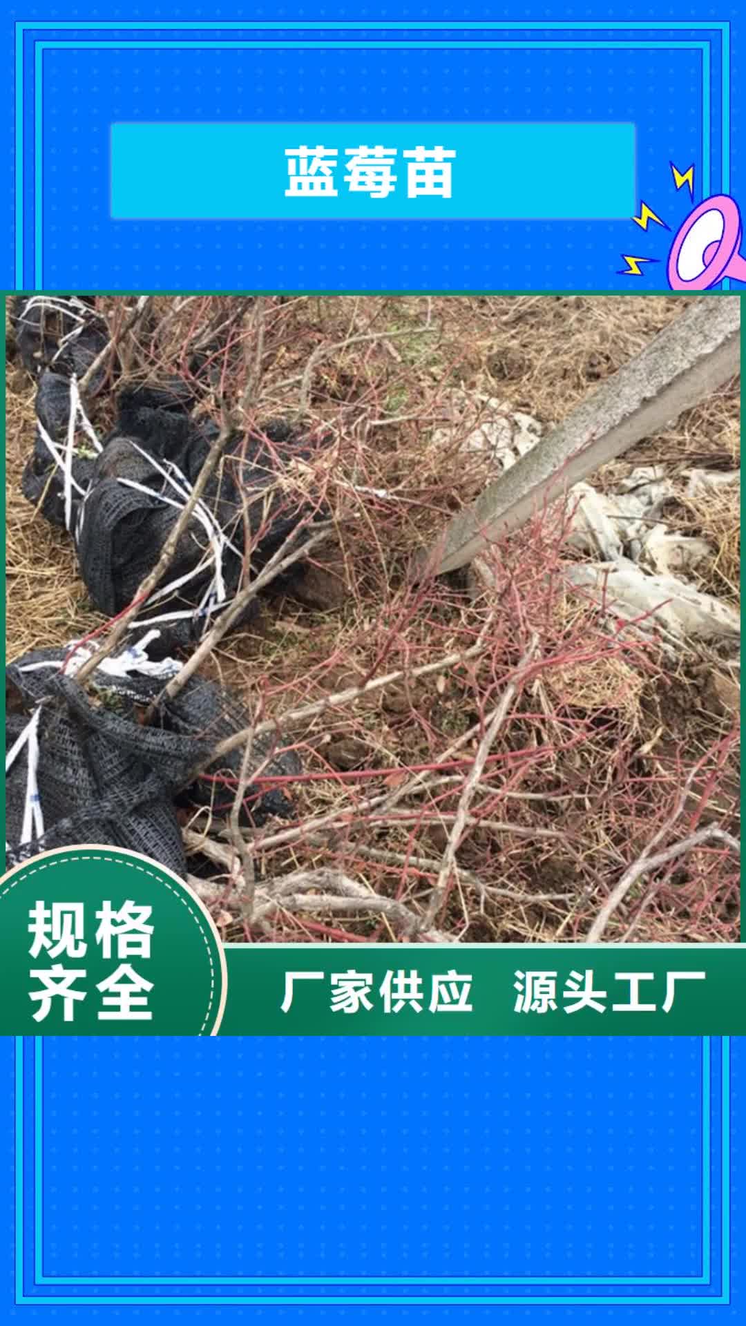 菏泽【蓝莓苗】_樱桃苗一个起售