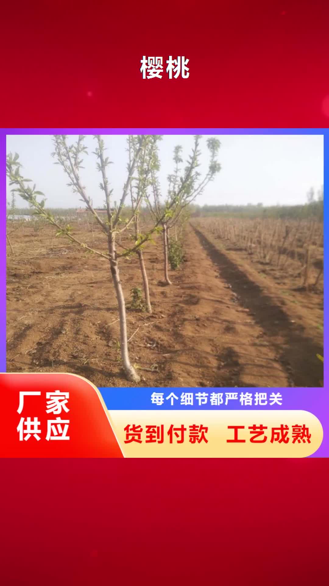 曲靖 樱桃【葡萄苗】源头厂家