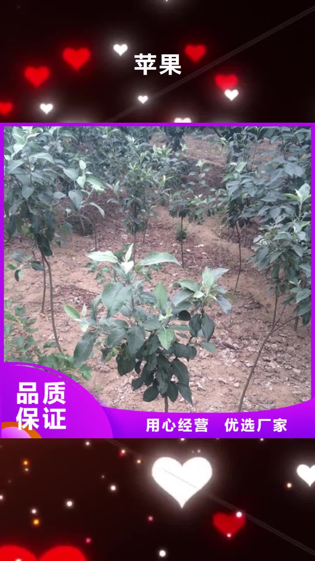 六安【苹果】 梨树苗源厂供货