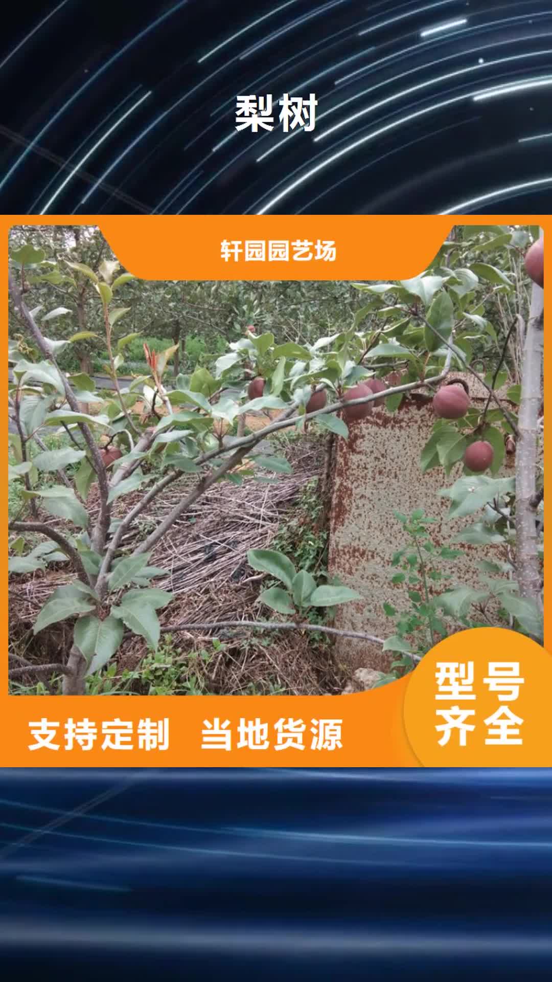 柳州 梨树_【北美冬青】经销商